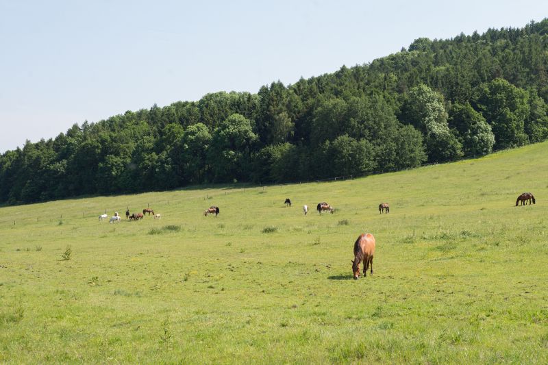 Pasture Management