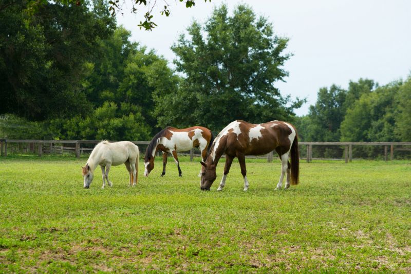 Pasture Management
